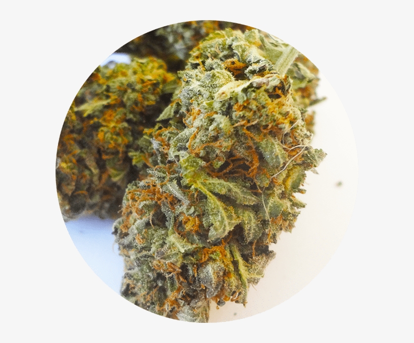 Bubba Kush At Great Weed North - Momordica Charantia, transparent png #9511952