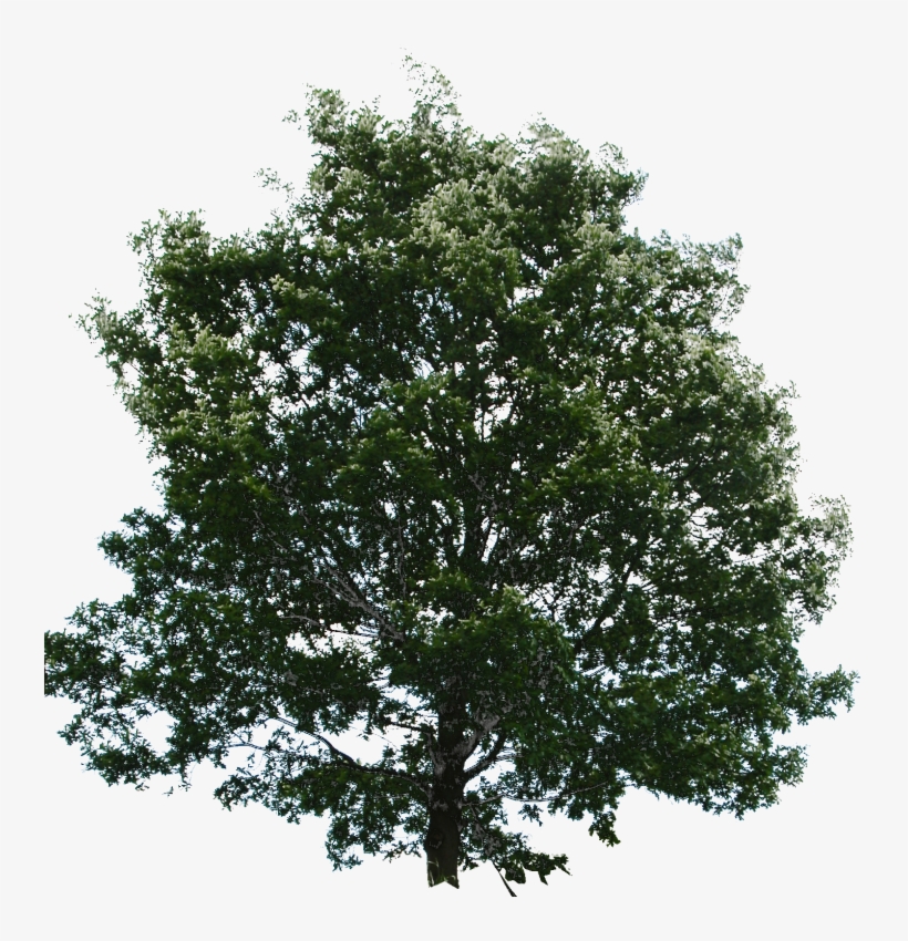 Trees, transparent png #9515979