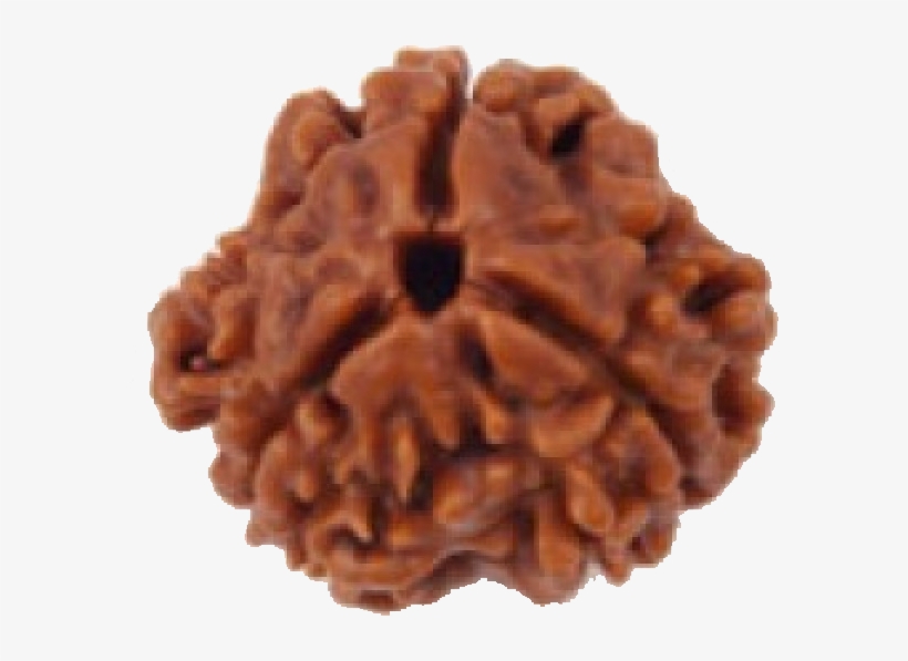 3 Mukhi - All Mukhi Rudraksh, transparent png #9516577