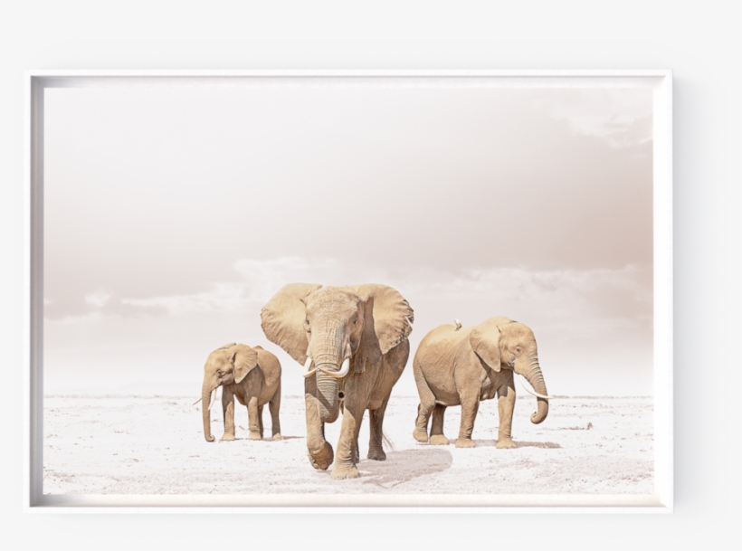 Photographs - Indian Elephant, transparent png #9517482