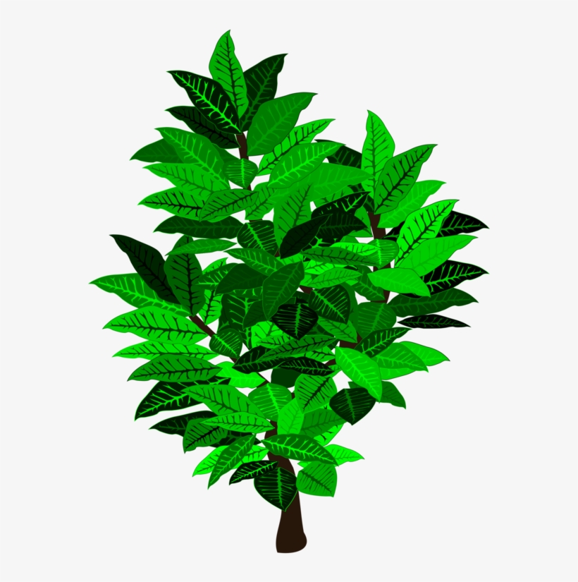 Leaf Tree Shrub Branch Plant Stem - Illustration, transparent png #9518122