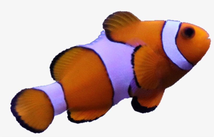 #fish #anemone #nimo #real #animal #sea #orange #white - Coral Reef Fish, transparent png #9518751