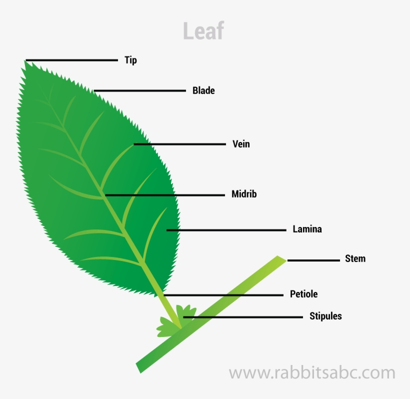 Parts Of Plants For Kids Rabbitsabc - Tree, transparent png #9522034
