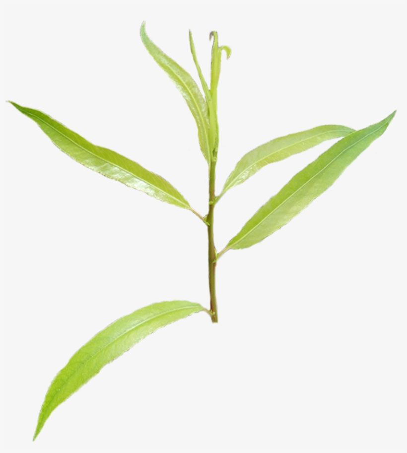 Black-willow - Bay Laurel, transparent png #9523612