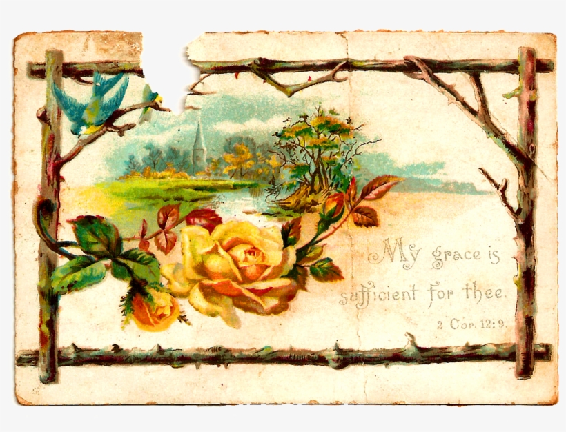 Yellow Rose Clip Art - Garden Roses, transparent png #9525154