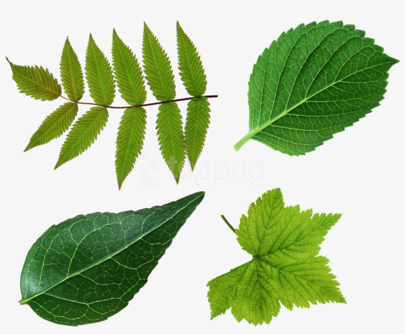 Free Png Download Green Leaves Png Images Background - Green Leaves Leaf Png, transparent png #9525737