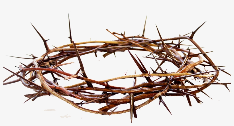 Crown Of Thorns, transparent png #9525739