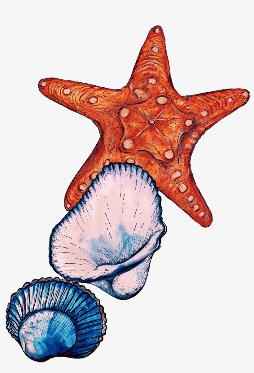 Sign Up To Join The Conversation - Starfish, transparent png #9526162