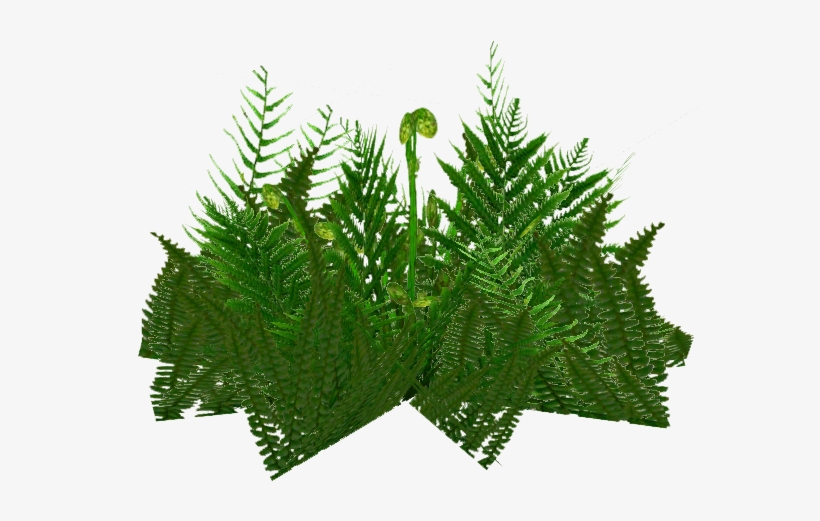 Ferns Png - Christmas Tree, transparent png #9526840