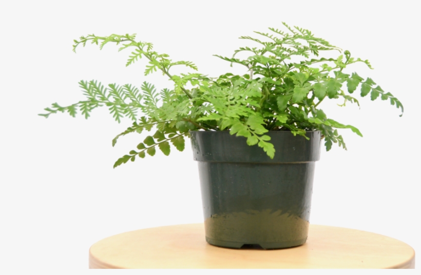 Austral Gem Fern - Flowerpot, transparent png #9526877