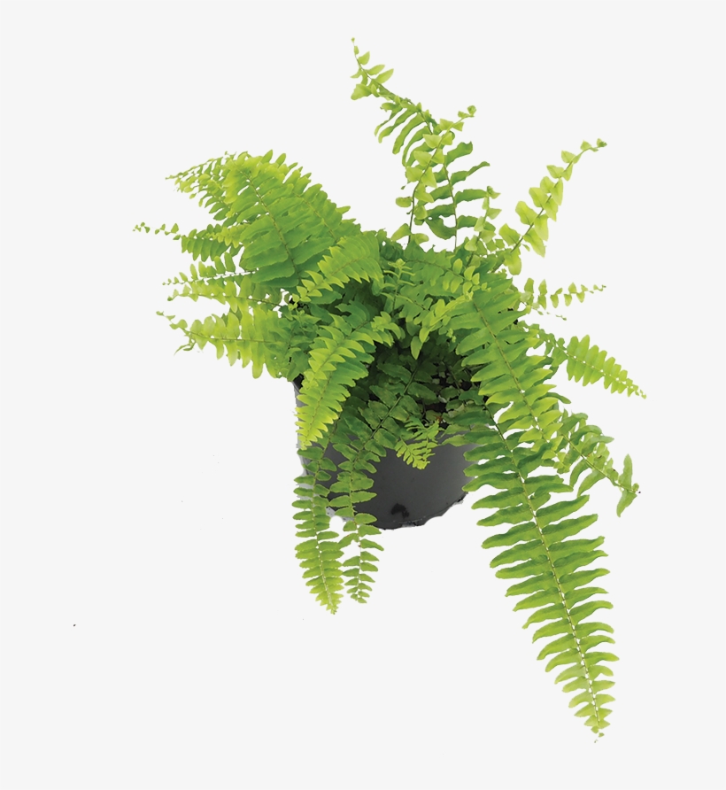 Boston Fern - Fern, transparent png #9526880