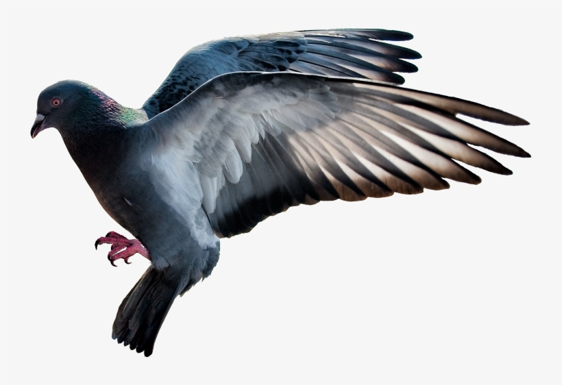 #mq #bird #birds #flying - Rock Dove, transparent png #9527812