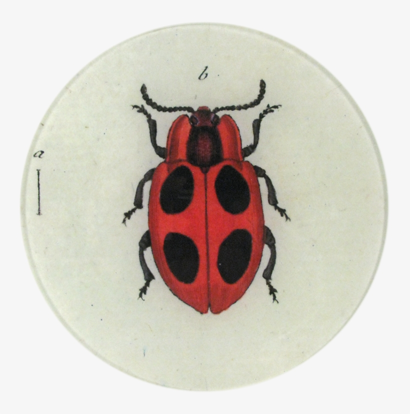 Ladybird Beetle, transparent png #9528595