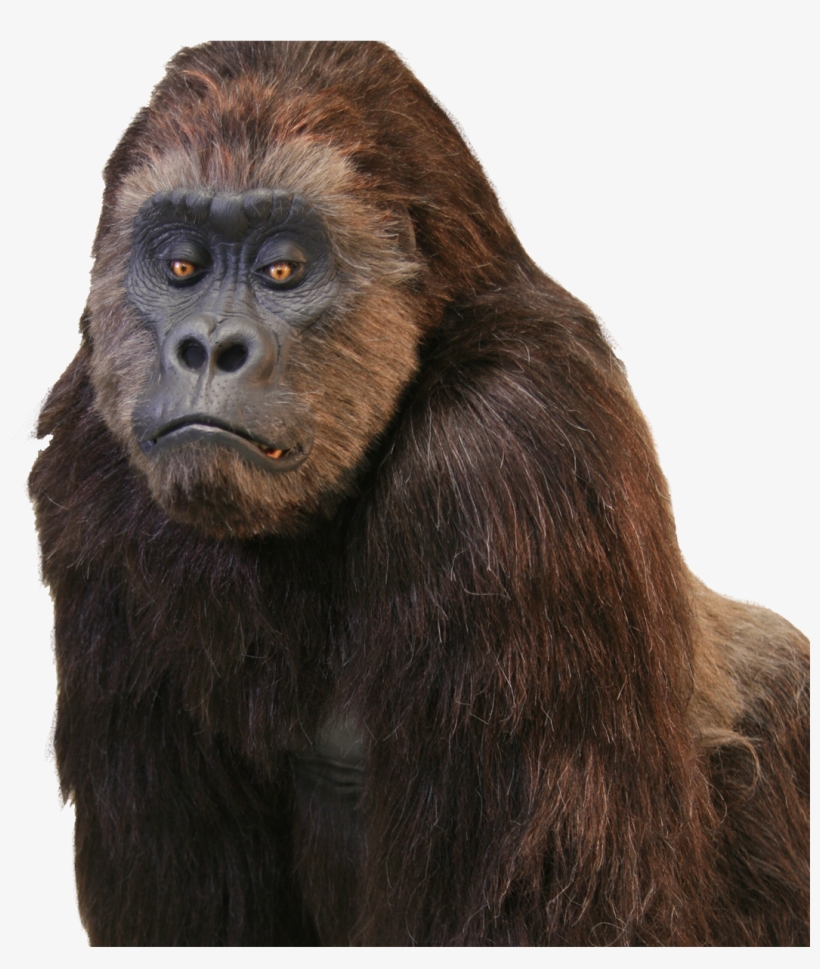 The World Truly Loves A Great Performer Inside A Wonderful - Realistic Gorilla Suit, transparent png #9528743