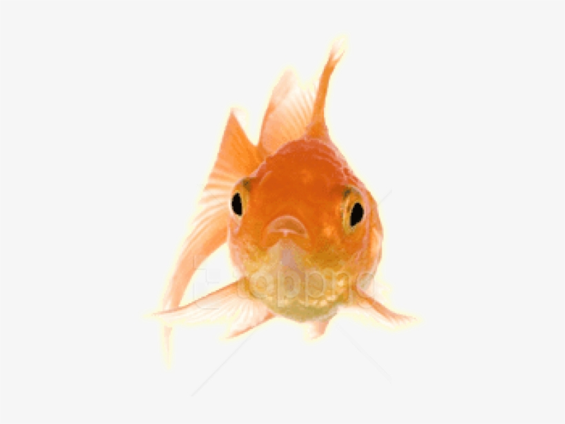 Free Png Download Gold Fish Front Png Images Background - Transparent Goldfish Gif, transparent png #9529213