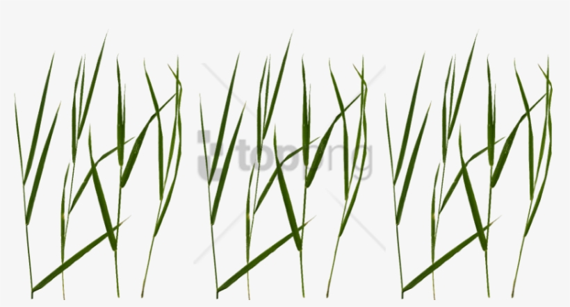 Free Png Grass Blade Texture Png Image With Transparent - Portable Network Graphics, transparent png #9530698