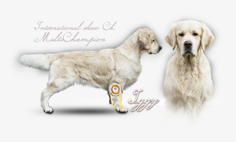 Golden Retriever Iker Du Bois De La Rayere - Golden Retriever, transparent png #9531089