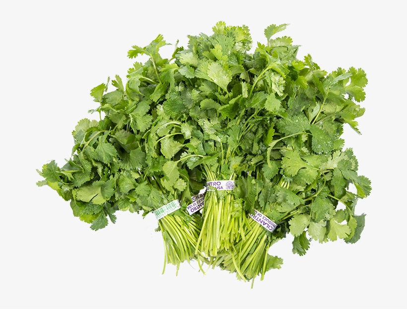 Cilantro - Parsley, transparent png #9532645