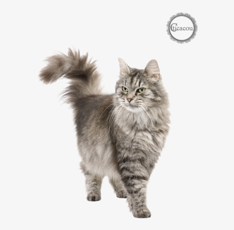 Tube Chat Png - Persian Cat Png, transparent png #9533305