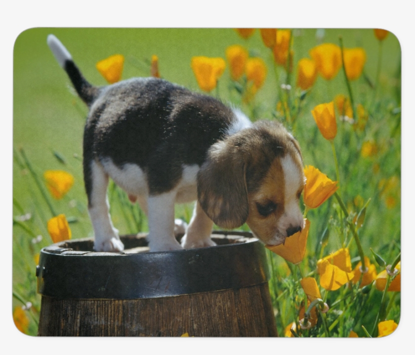 Puppy And Flowers Mousepad - Puppy In The Garden, transparent png #9534382