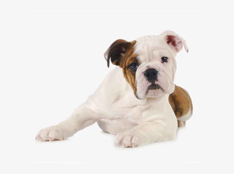 Durango Dog Trainer - Pet Fundo Branco, transparent png #9534392