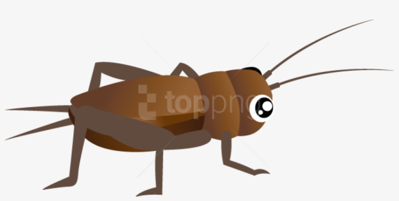 Free Png Download Cricket Insect Clipart Png Images - Cricket Insect Clipart Free, transparent png #9536026