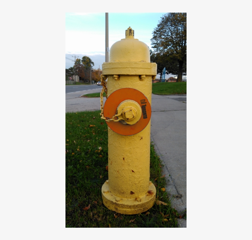 Grass, transparent png #9536032