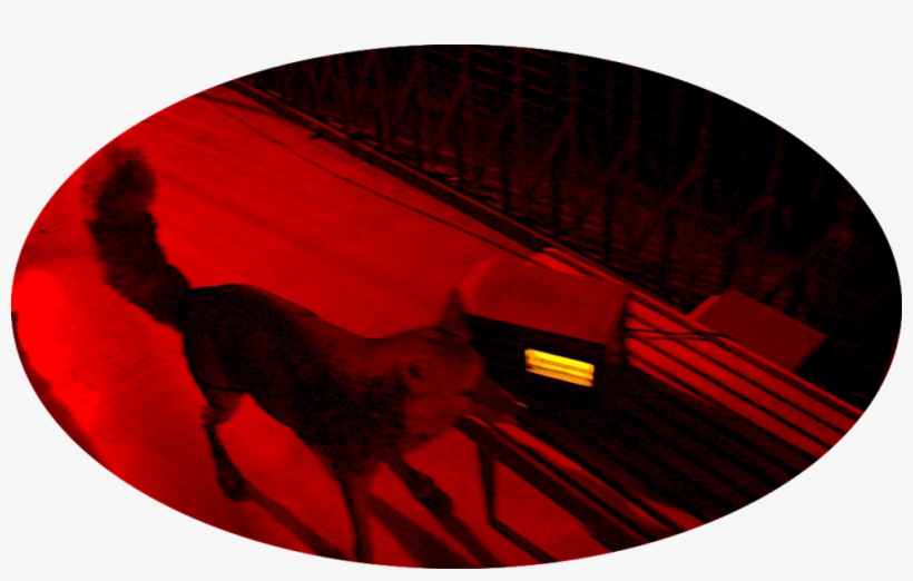 Oval Coyote Radio - Circle, transparent png #9536383