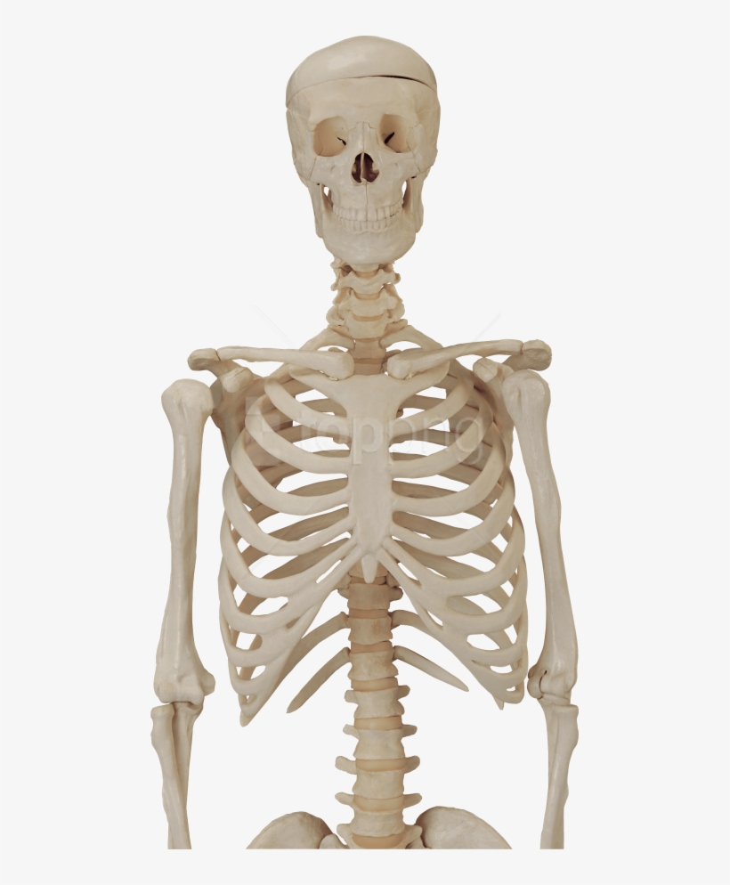Free Png Download Skeleton, Skull Png Images Background - Human Body Skeleton Png, transparent png #9536644