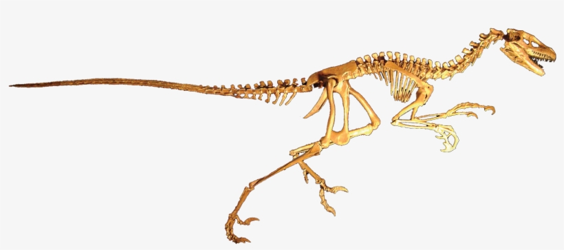 Dromaeosaurus Albertensis - Dromaeosaurus Skeleton, transparent png #9536815