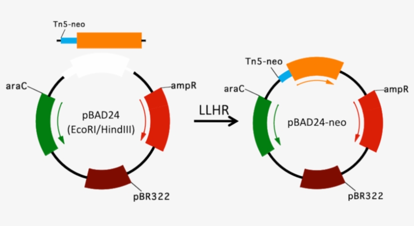 Diagram Of Llhr By Using Short Homology Arms - Diagram, transparent png #9538924