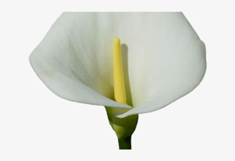 Easter Flower Clipart Calla Lily - Arum, transparent png #9539134