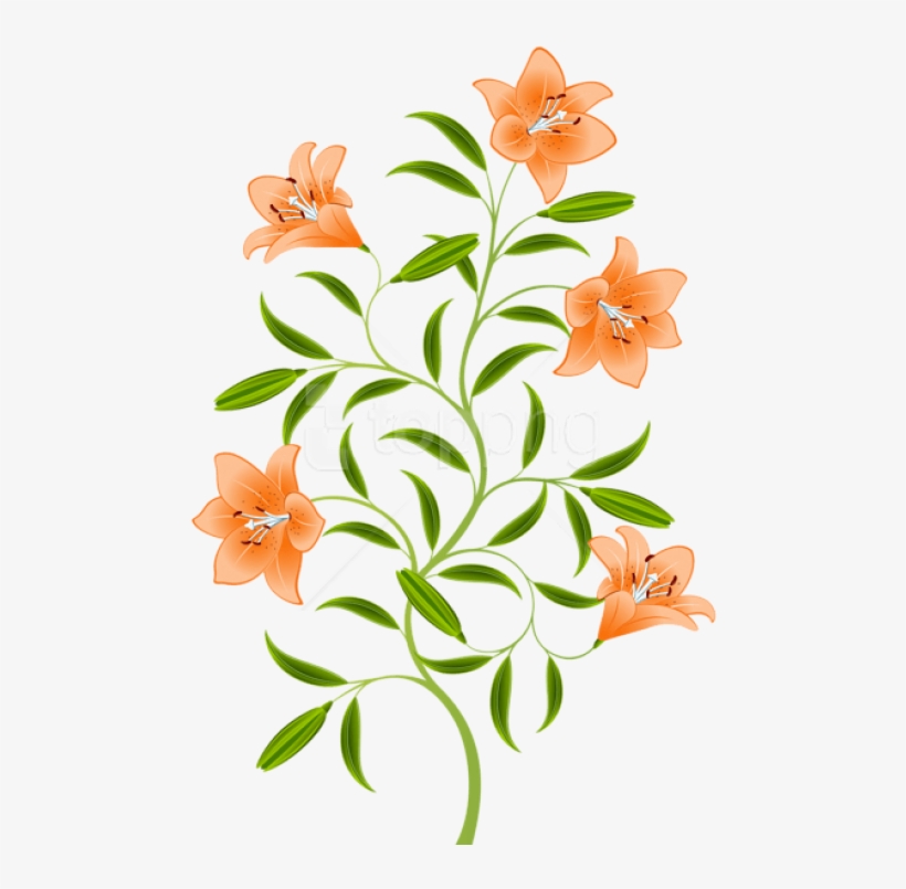 Free Png Orange Lily Png Images Transparent - Transparent Orange Lily, transparent png #9539197