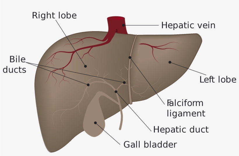 Open - Liver Draining Lymph Node, transparent png #9541061