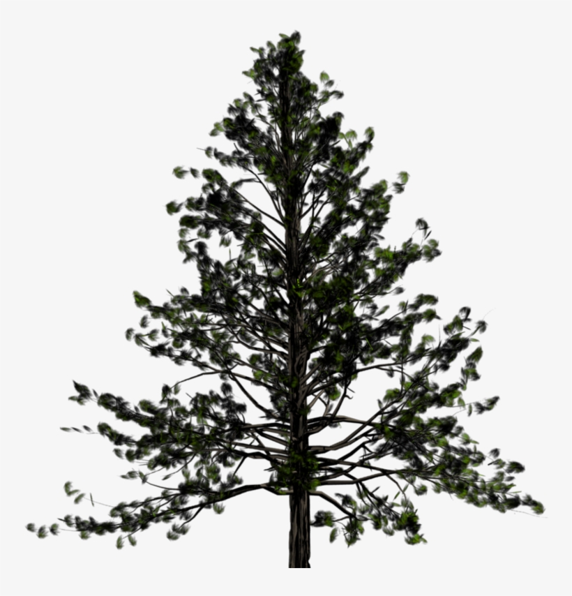 Pine Trees - Pine Tree Transparent Png, transparent png #9541262