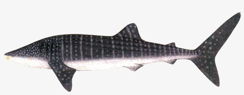 Wale Shark - 鯨鯊, transparent png #9542092