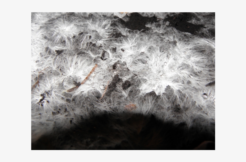 The Future Is Fungi - Frost, transparent png #9542315