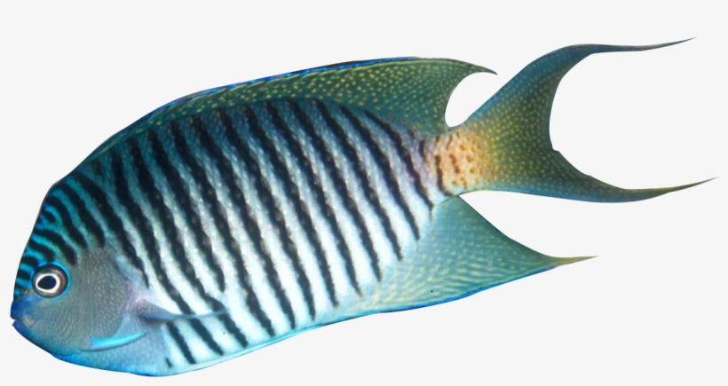Tropical Fish Clipart Realistic, transparent png #9543944
