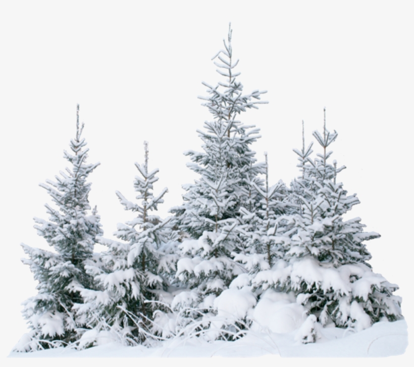 Terrieasterly Snow Snowtree Trees Tree Forest Ice Natu - Snow, transparent png #9544470