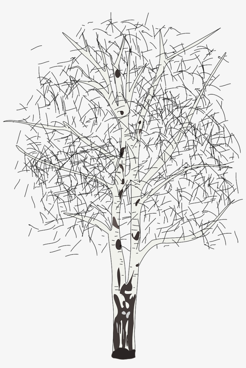 17 - Birch - Silver Birch Tree Clipart, transparent png #9545846