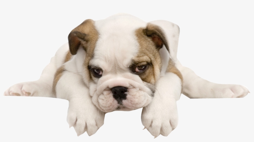 Free Download French Bulldog Toy Bulldog American Bulldog - Perros Con Fondo Blanco, transparent png #9548189