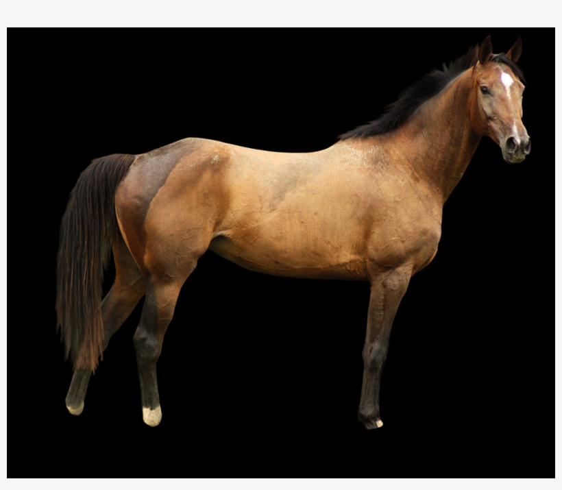 Free Horse Png Images - Stallion, transparent png #9548235