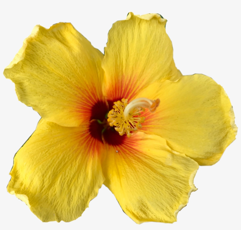 Flower Sticker - Hawaiian Hibiscus, transparent png #9548277