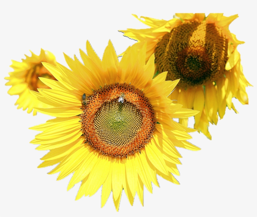 Sunflower Flower Free Png Transparent Images Free Download - Common Sunflower, transparent png #9549723