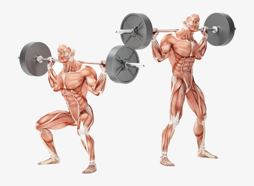 Bodybuilding Personal Training Exercises - Squat Excentrisk, transparent png #9550901