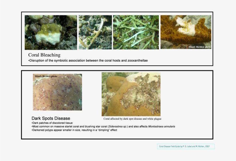 Reef Resilience Disease Management Resource - Marine Biology, transparent png #9551279