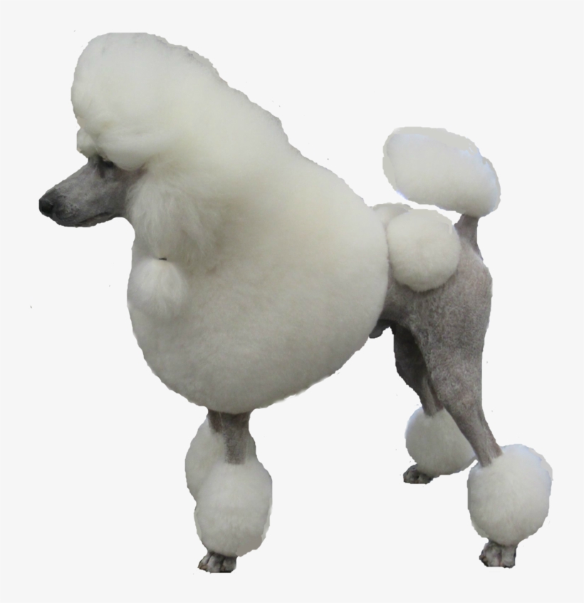 Poodle Png - Poodle Transparent Png, transparent png #9551846