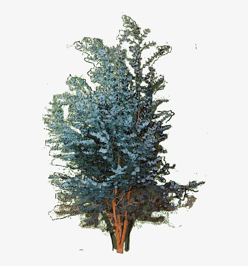127260 Fagus Sylvatica Dawyck Gold1 W 23 Jan 2019 - Colorado Spruce, transparent png #9552360