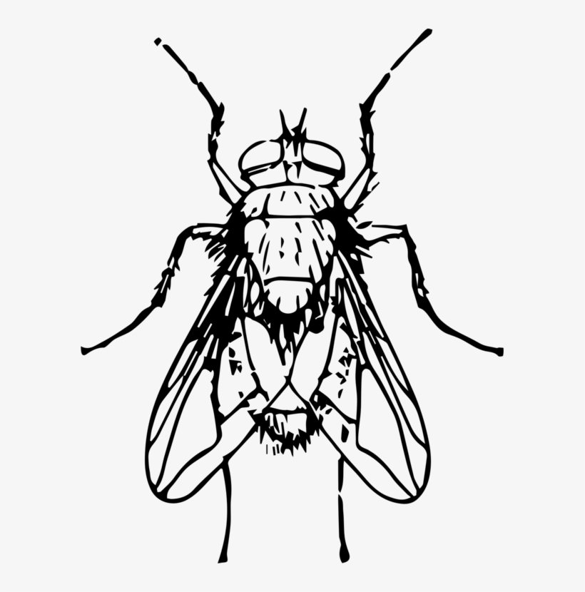 Drawing Line Art Insect Fly Blow Flies - Blow Fly Clip Art, transparent png #9554401