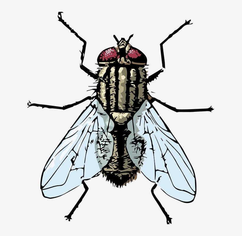 Flies Clipart Flie - Clipart Housefly, transparent png #9554450